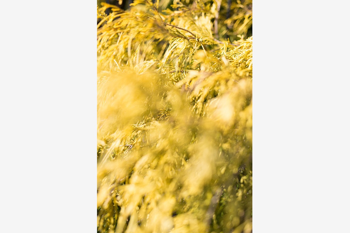 内山慎也が撮影した写真のアルバム「植物」