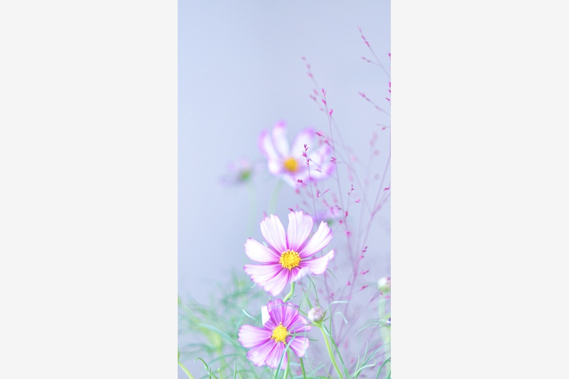 SmileMemoriesPhotoStudioが撮影した「小物・花撮影」の写真