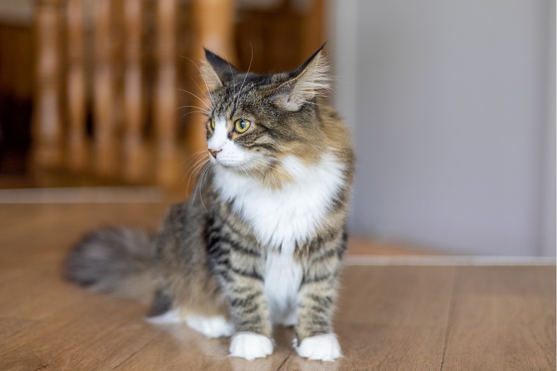 沖山俊樹が撮影した写真のアルバム「ペット_20230411_MOCHA原宿」