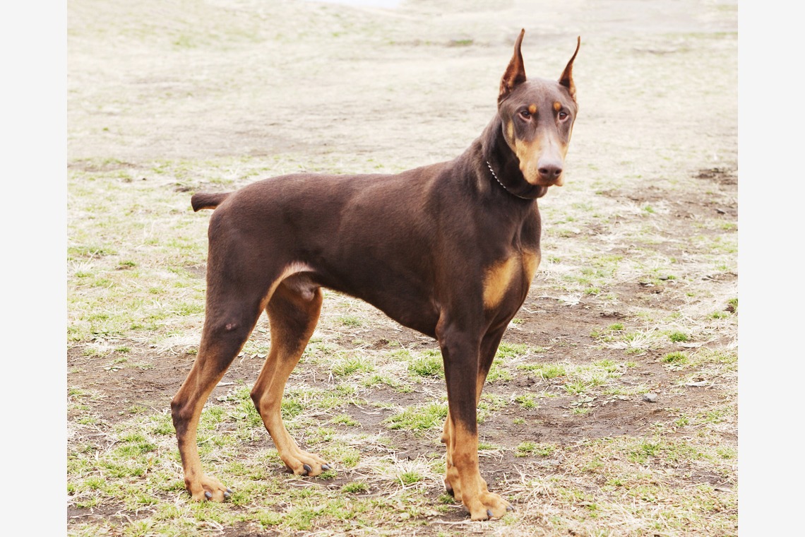 森安　照が撮影した写真のアルバム「ペット撮影（犬・猫）」