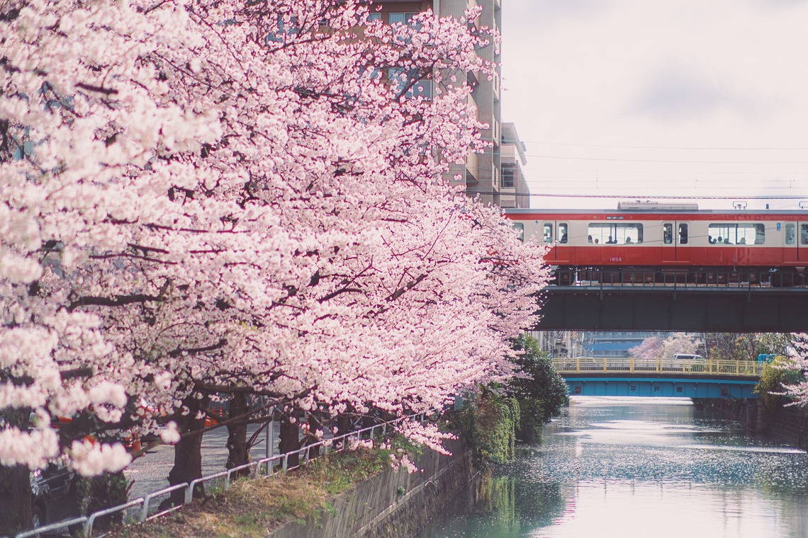 堀内 陽希が撮影した写真のアルバム「植物」