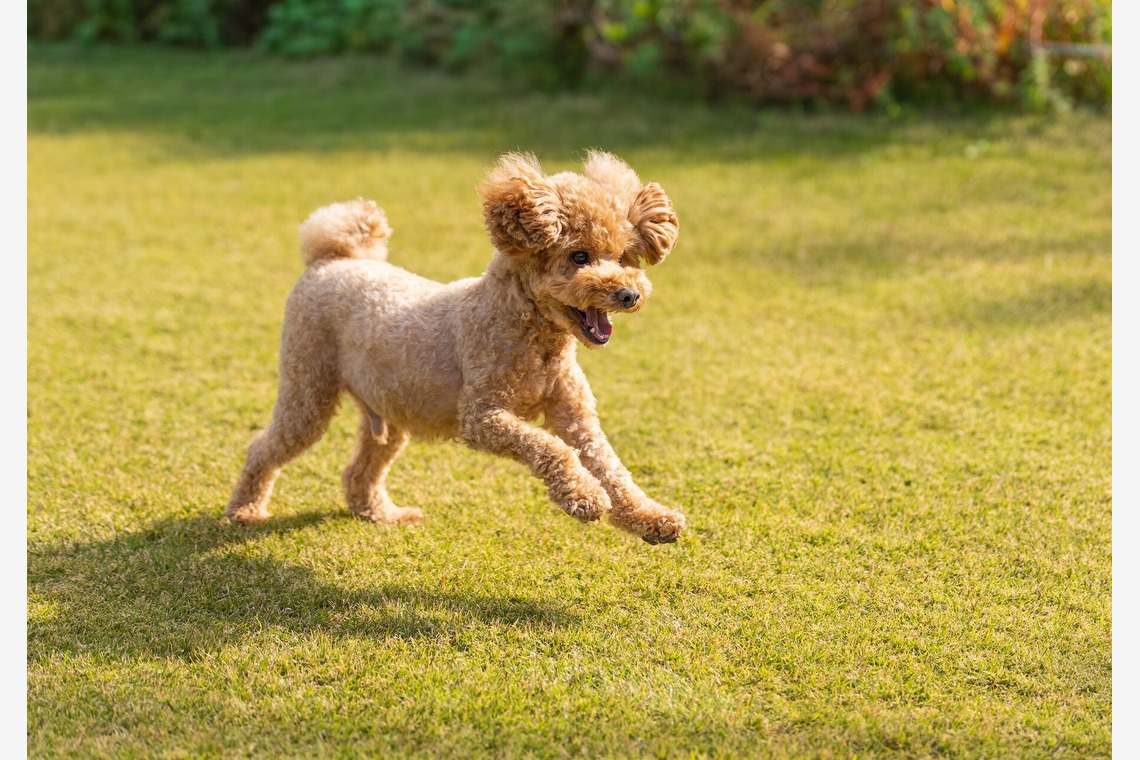 あなたの写真館が撮影した「ペット撮影」の写真