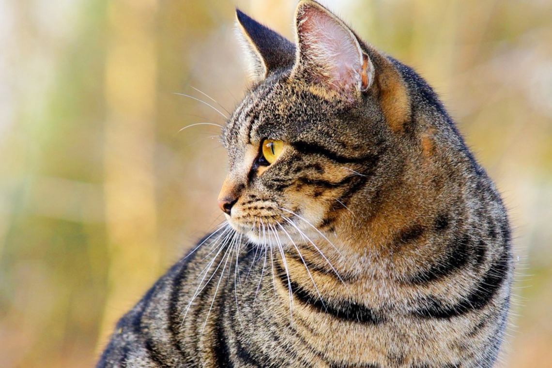 CREATIVE HOUSEが撮影した「ペット写真の出張撮影」の写真