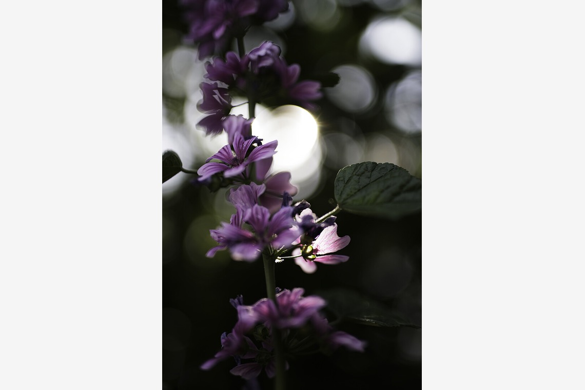 内山慎也が撮影した「植物」の写真