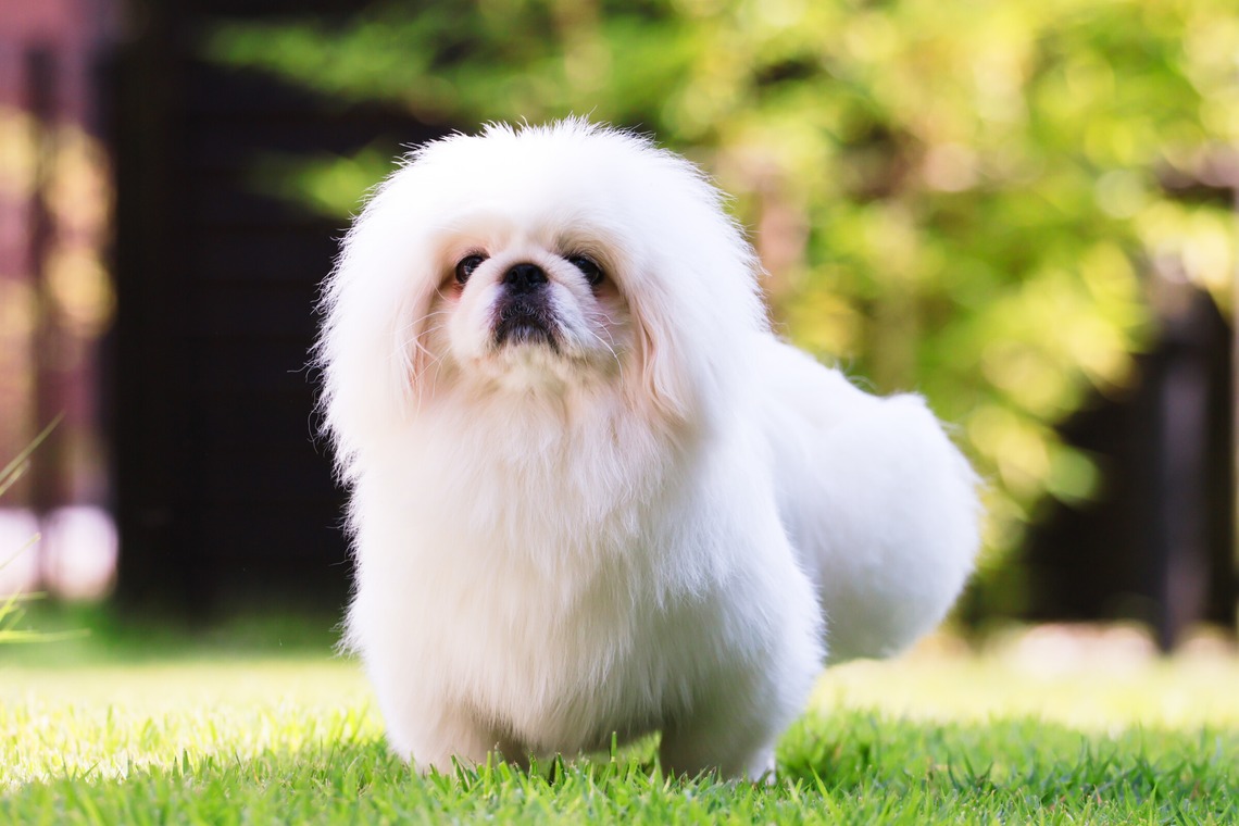 外川博己が撮影した「ペット撮影」の写真