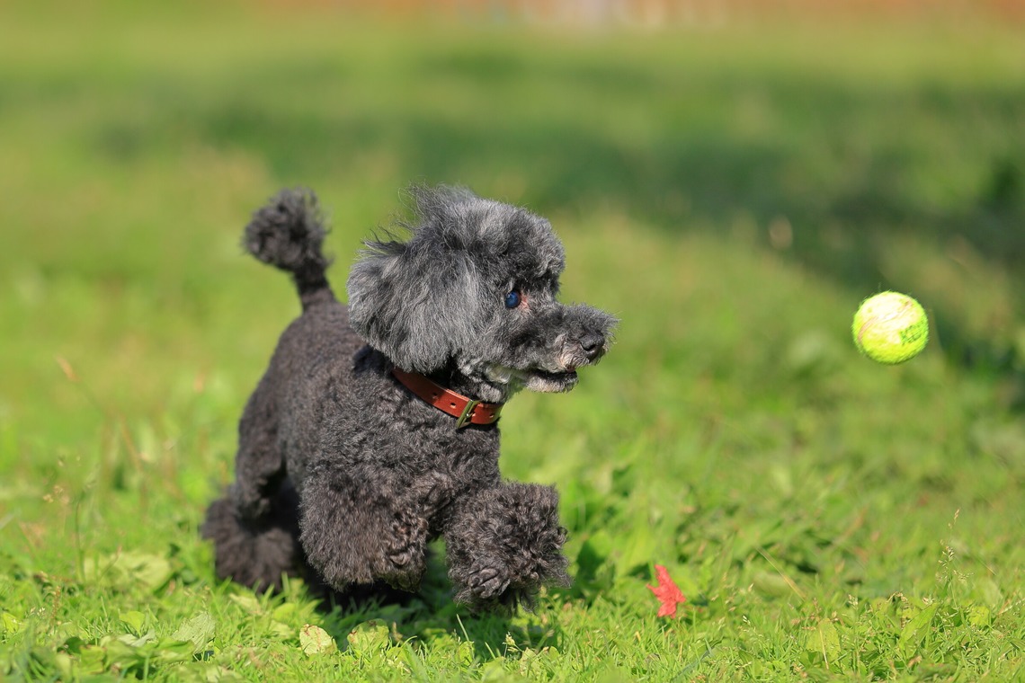 菊原浩司が撮影した写真のアルバム「ドッグラン撮影会」