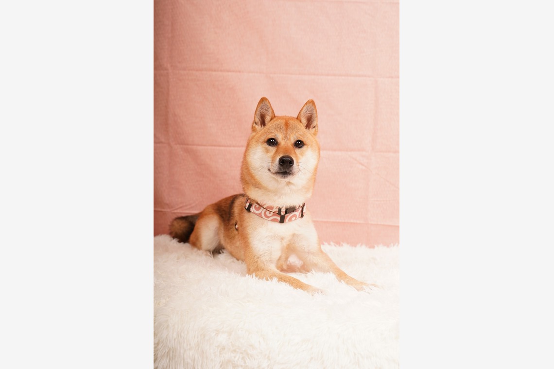 スタジオ　まるが撮影した「ペット撮影」の写真