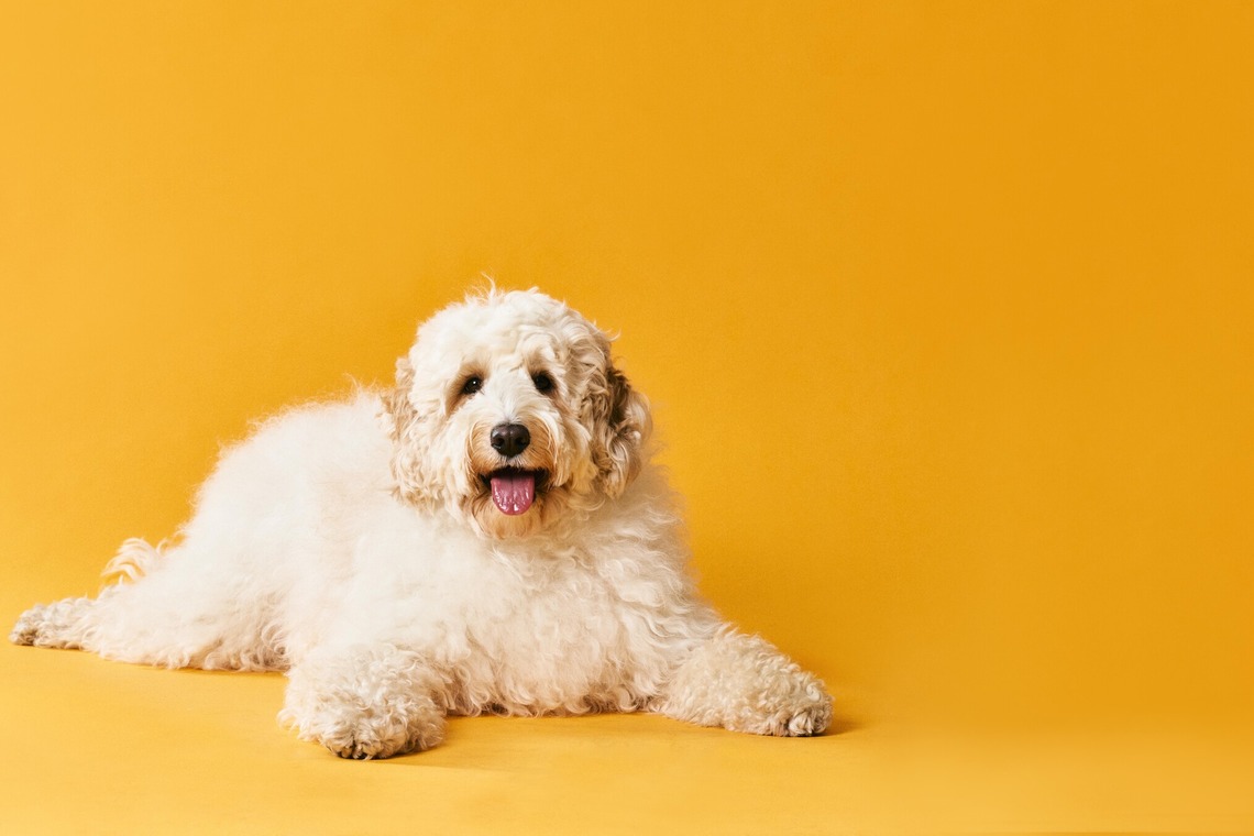 大橋裕紀が撮影した「企業様ホームページ用商品撮影」の写真