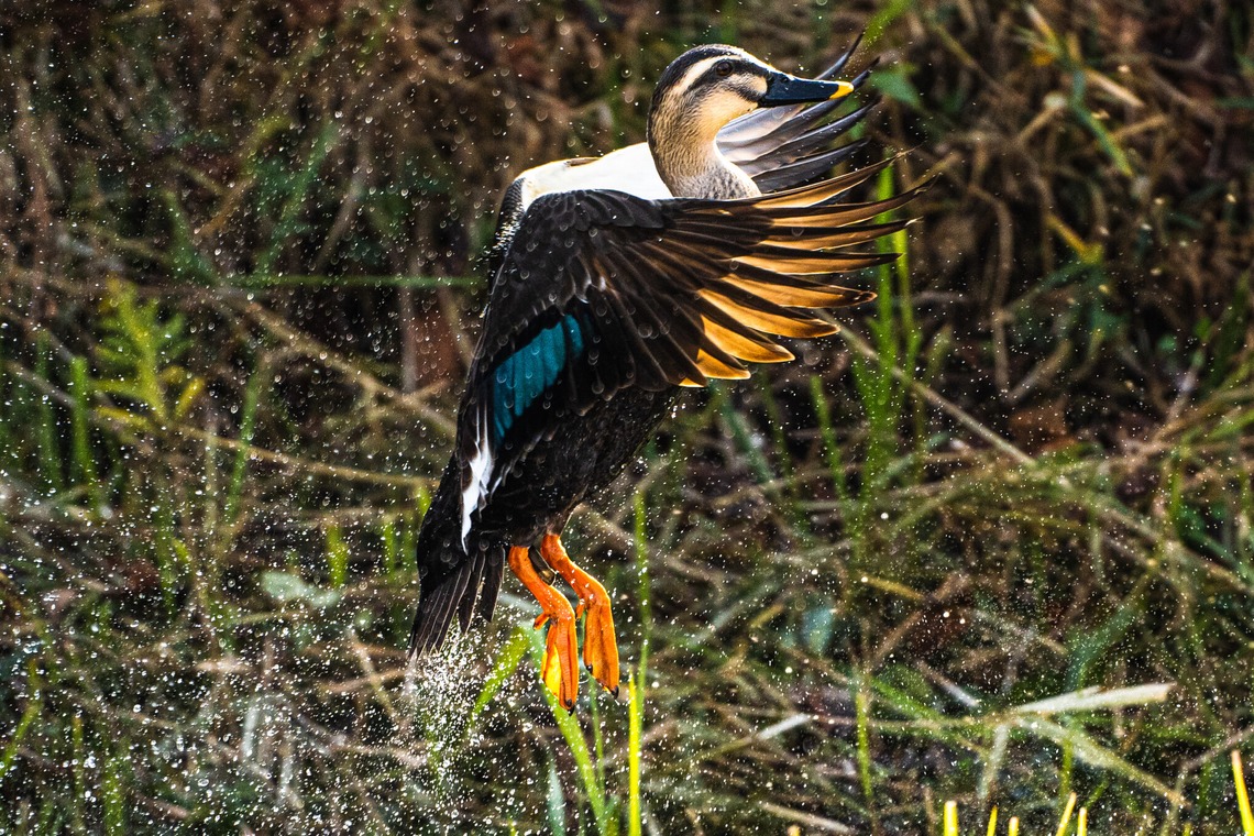 相場 友輔が撮影した「物・動物など」の写真