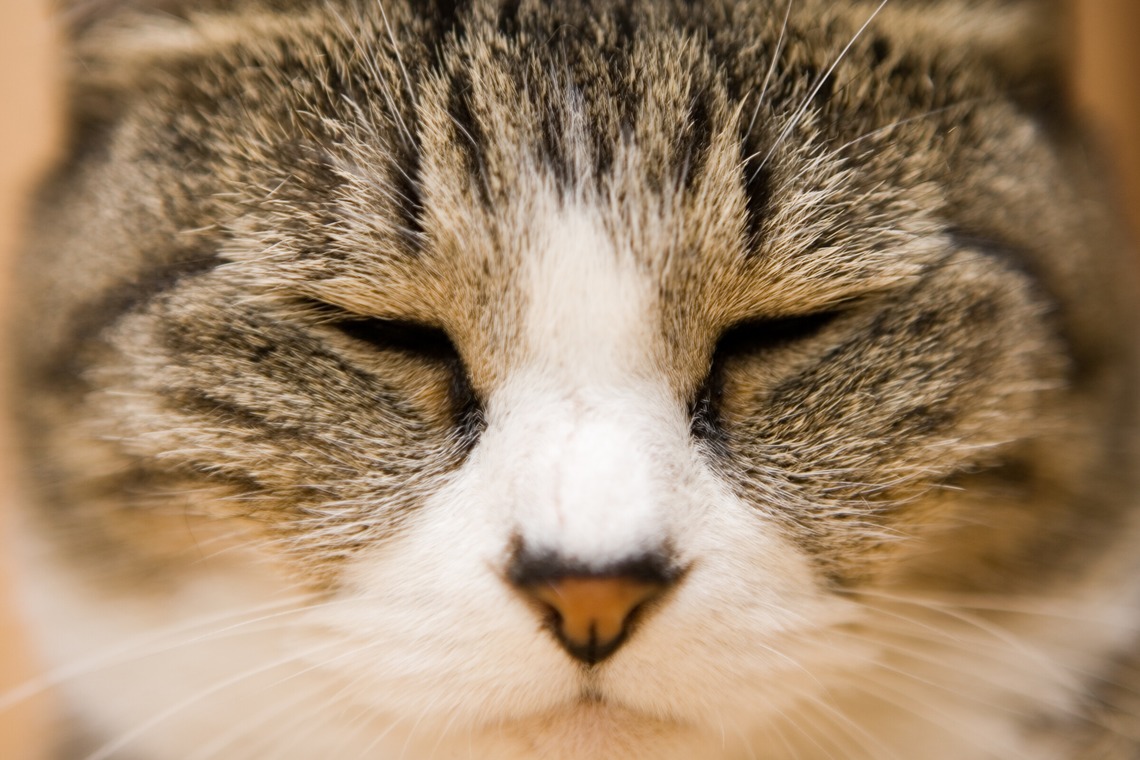 堀勝志古写真事務所が撮影した「pet」の写真