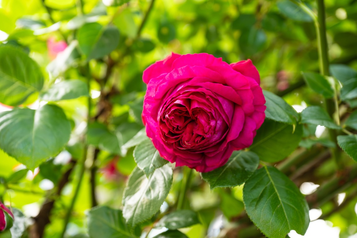 オフィス 芦野が撮影した「番外編（自宅）」の写真