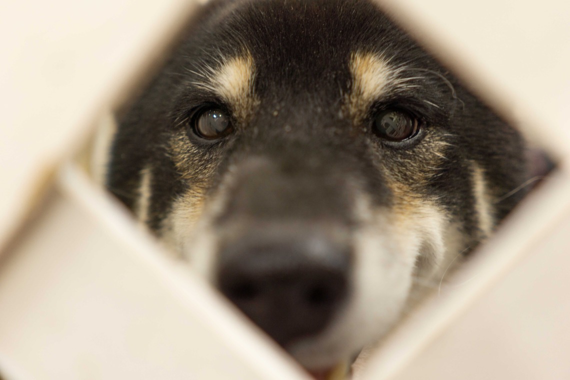 フォトグラフ山王