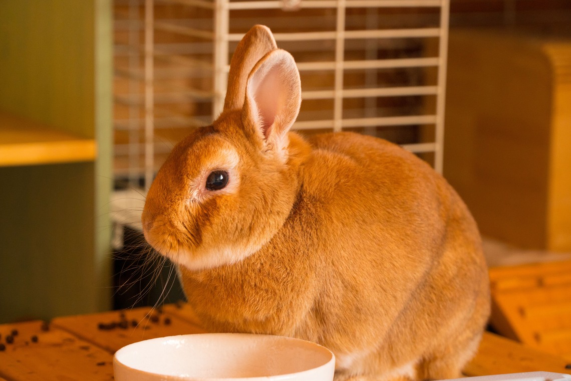 studio white alice 五十嵐啓が撮影した「動物」の写真