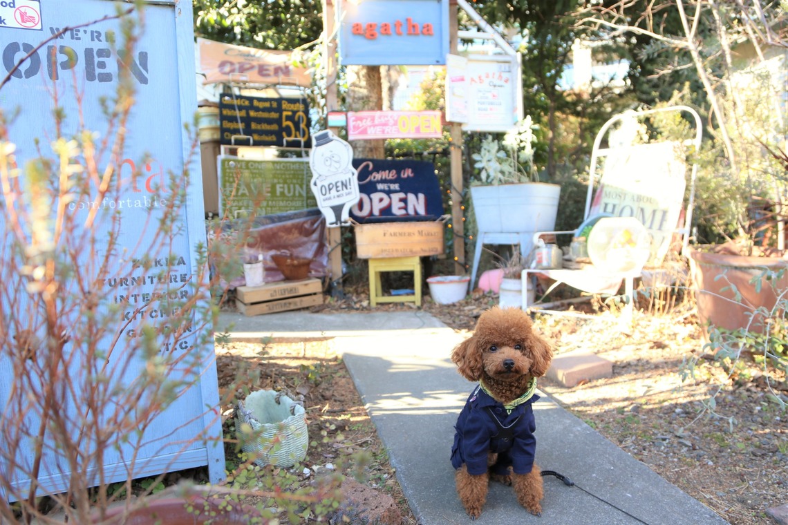 Photographer  Tomoが撮影した写真のアルバム「ペット撮影」