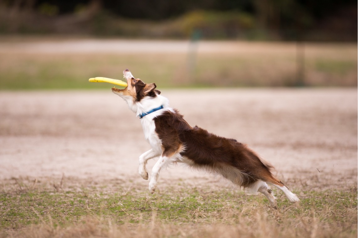 写楽堂が撮影した「ペット」の写真
