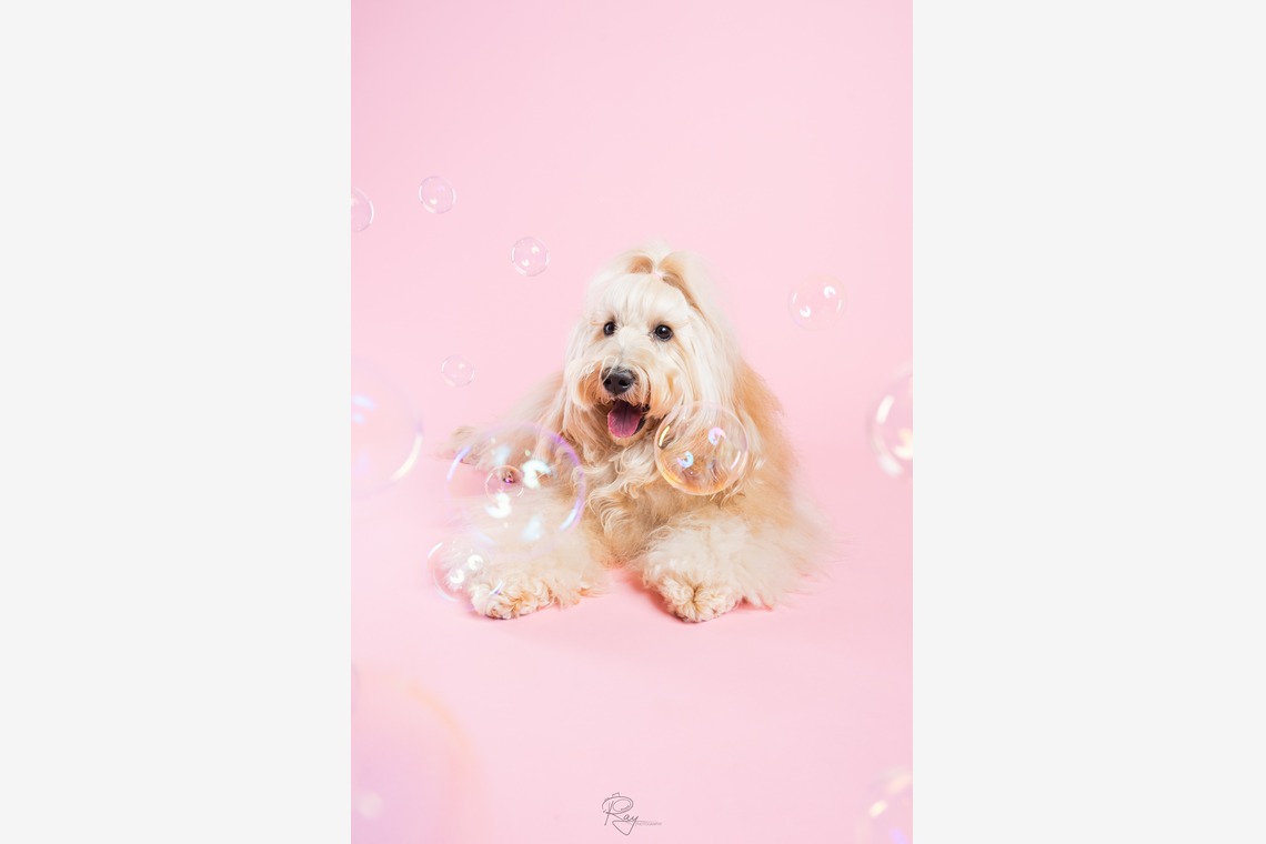 Ray Yamaguchiが出張撮影した家族写真(キッズ,ベビーフォト)などが写った「ペット撮影」の家族写真