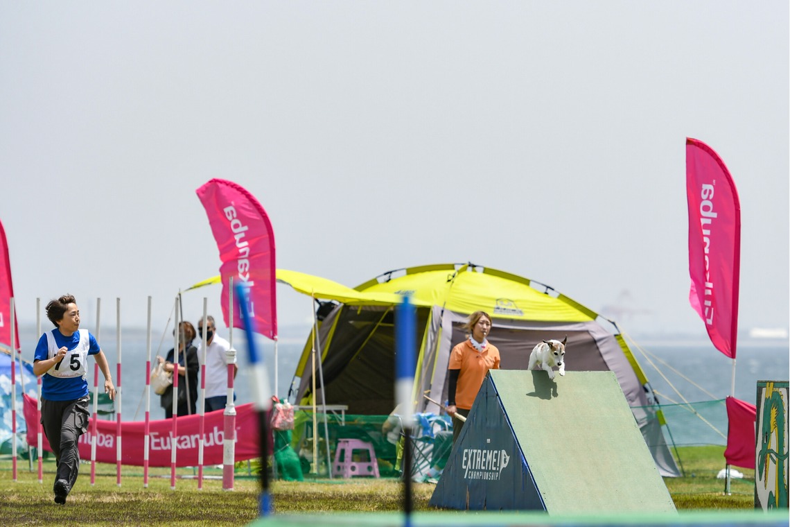 スタジオファンタスが撮影した「ドッグスポーツエクストリーム」の写真