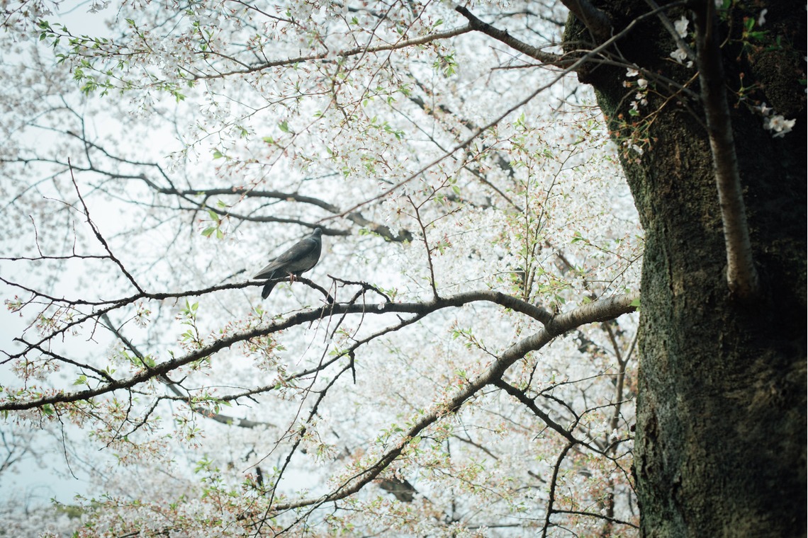 RIE NAGASHIMA photography:)が撮影した「Entrance ceremony of elementary school _2019.04」の写真