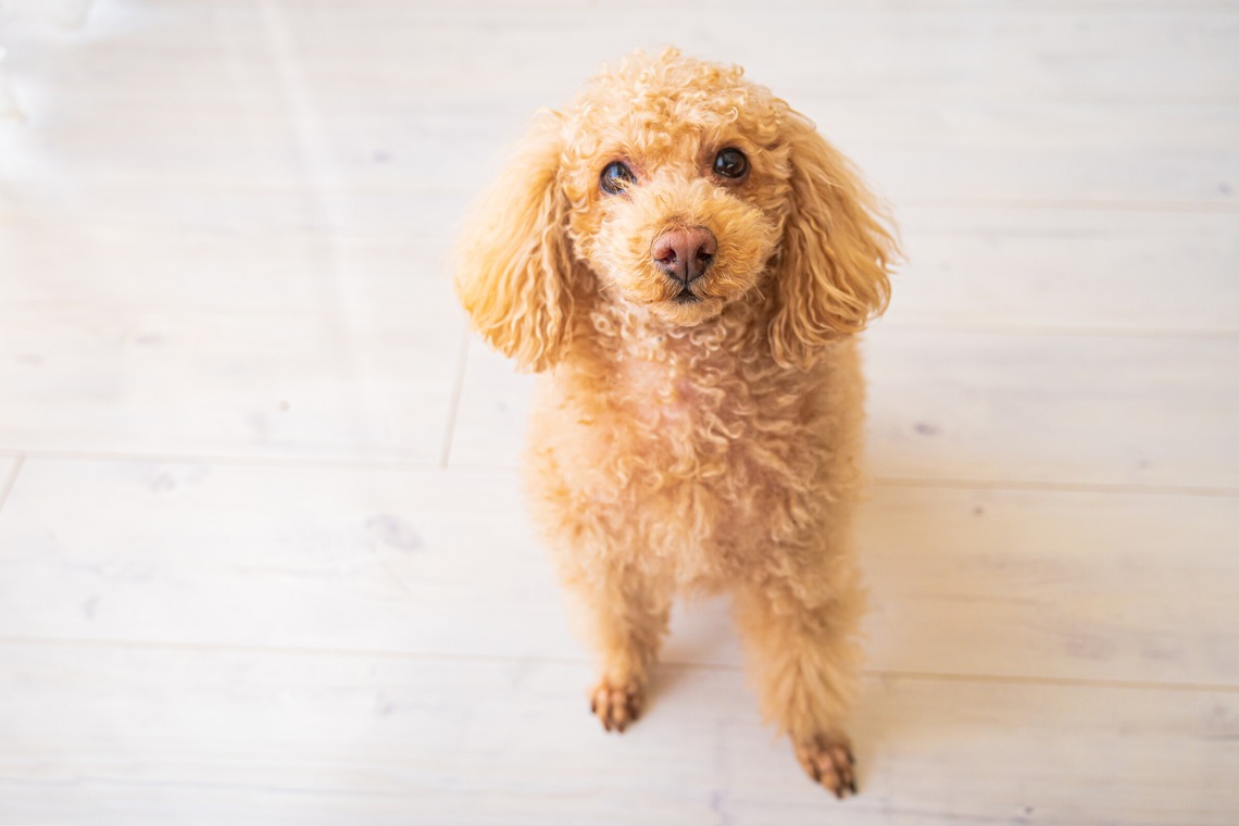 高木勇斗が撮影した写真のアルバム「トイプードル」