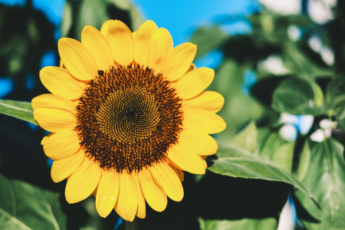 堀内 陽希が撮影した「植物」の写真