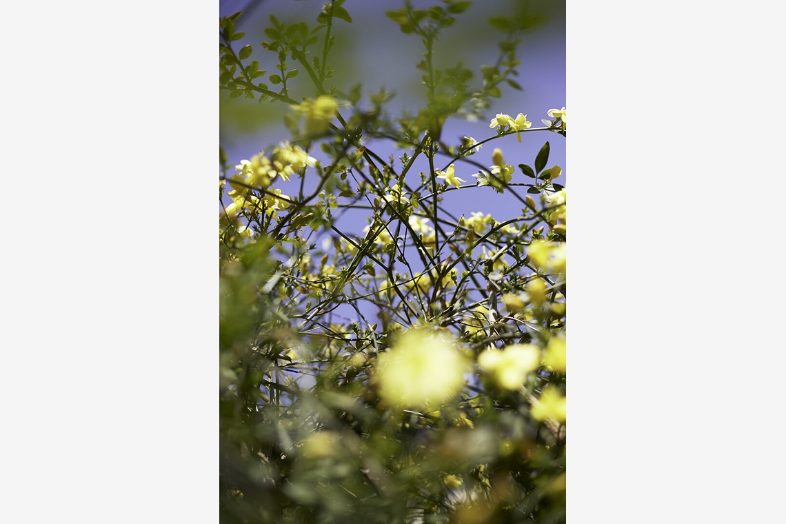 内山慎也が撮影した「植物」の写真