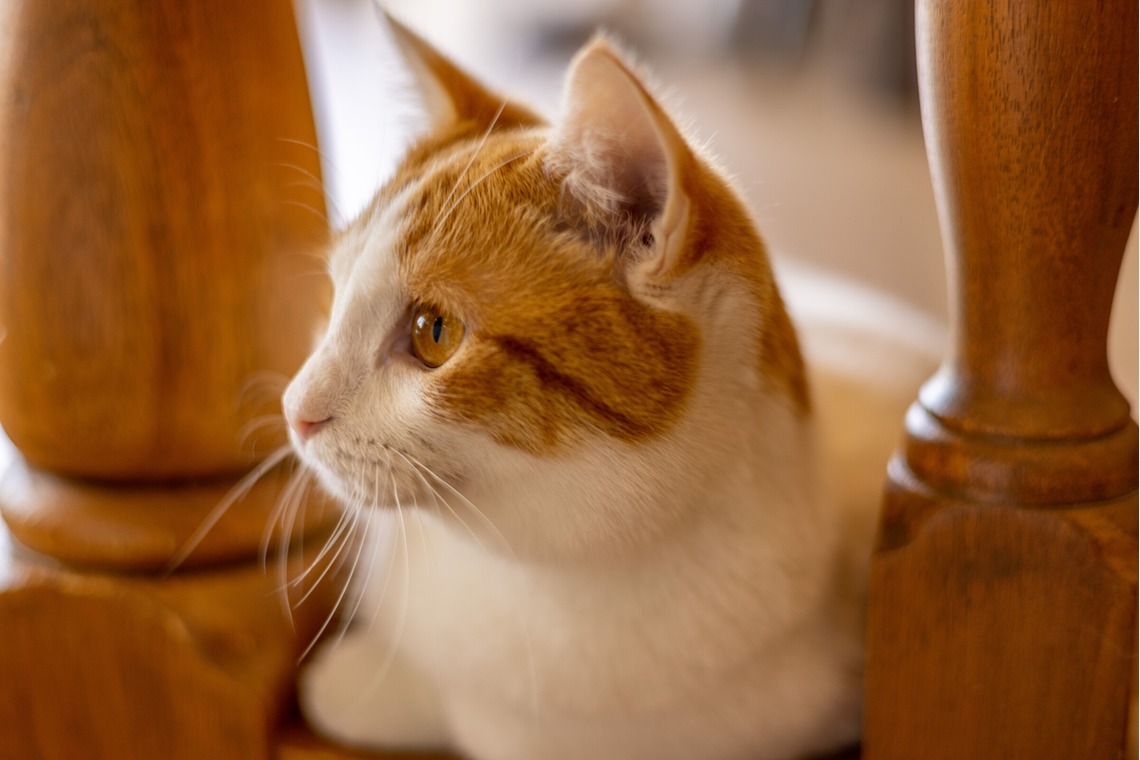 沖山俊樹が撮影した写真のアルバム「ペット_20230411_MOCHA原宿」