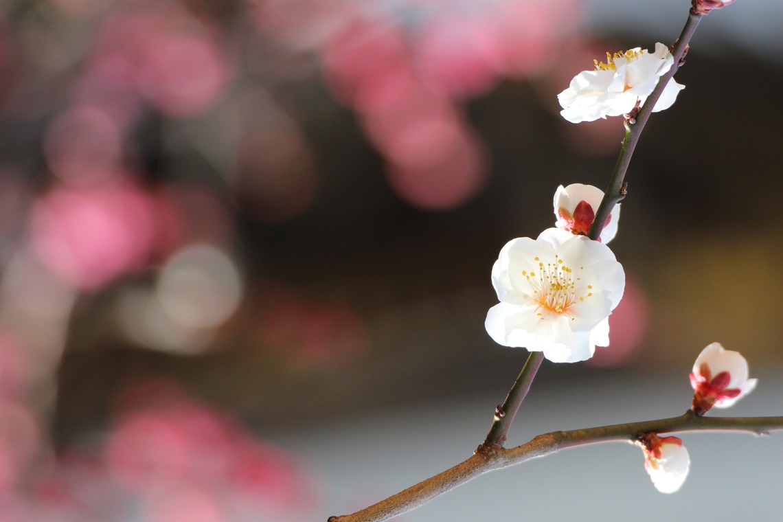 ひときわphotoが撮影した「屋外撮影など」の写真