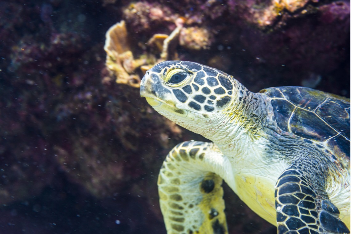 リトルダイナソーが撮影した「水中風景」の写真