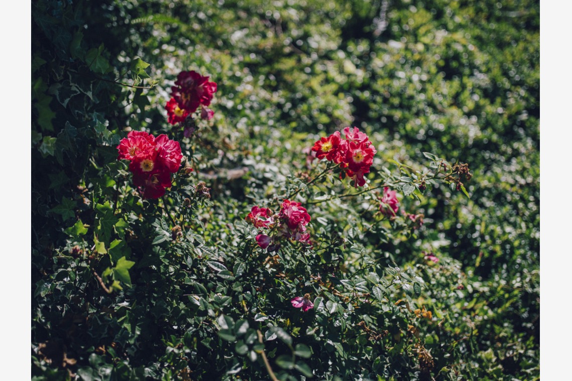 植村由理が撮影した「マニエ＆ウィリー - 結婚式の日」の写真