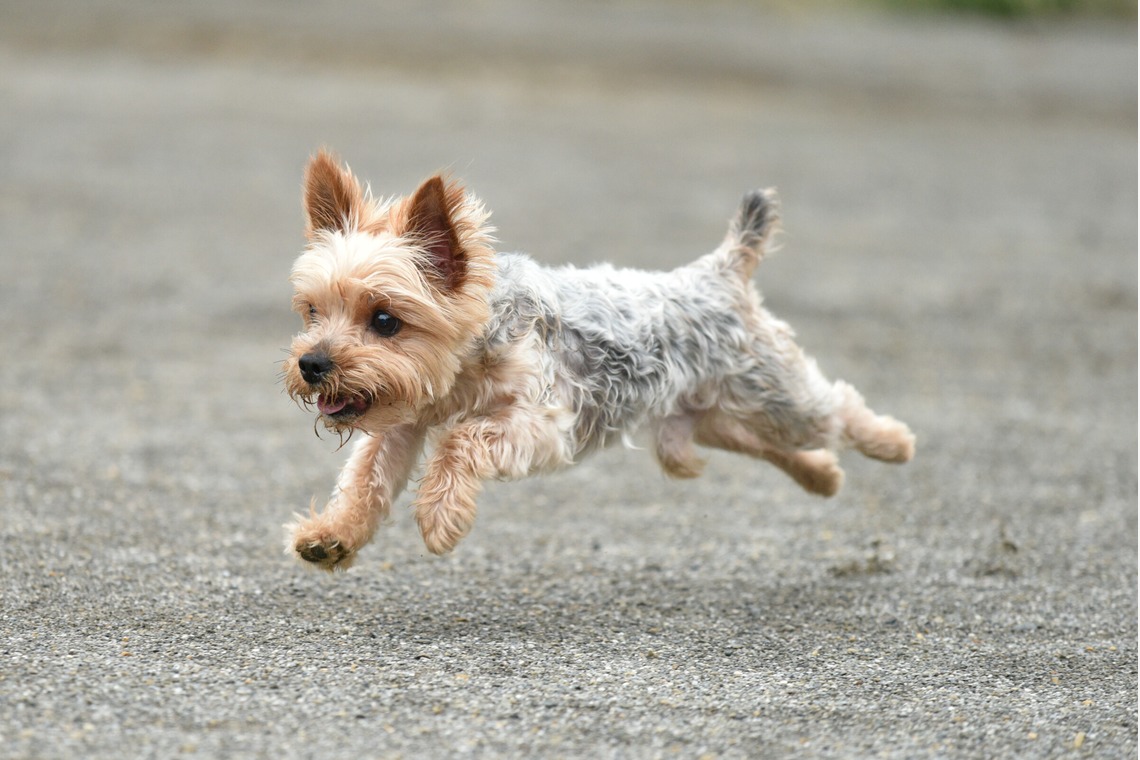 大熊和輝が撮影した「ペット撮影」の写真