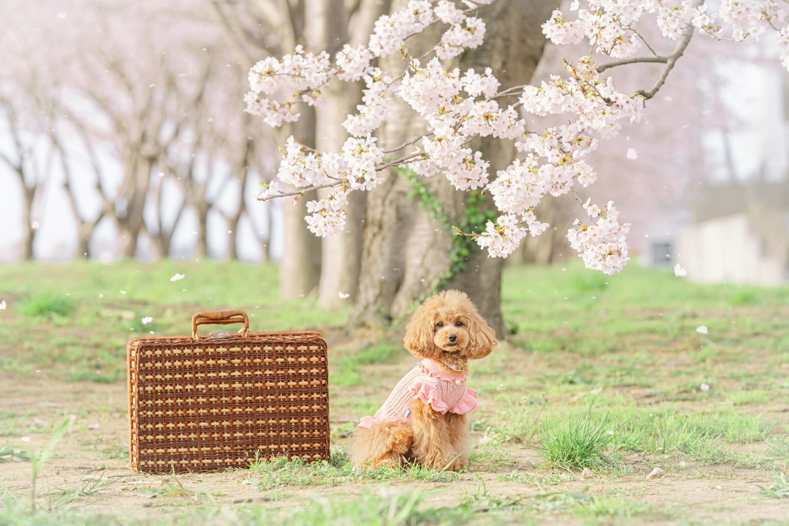 Memoriaが撮影した写真のアルバム「ファミリーフォト」