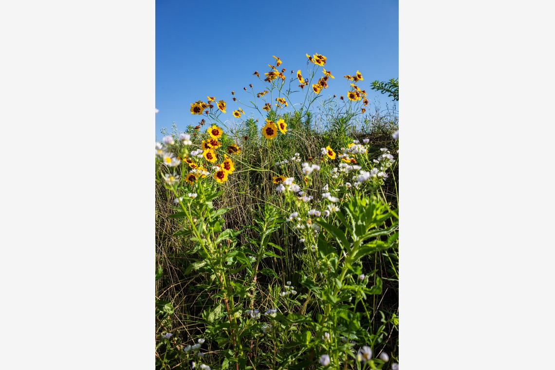 内山慎也が撮影した「植物」の写真