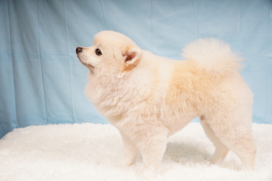 スタジオ　まるが撮影した「ペット撮影」の写真