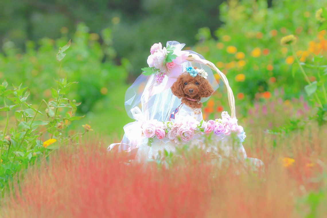 高橋 透（Coo&Sea STUDIO代表）が出張撮影した家族写真(キッズ,ベビーフォト)などが写った「大花壇de撮影会／秋＠横浜」の家族写真