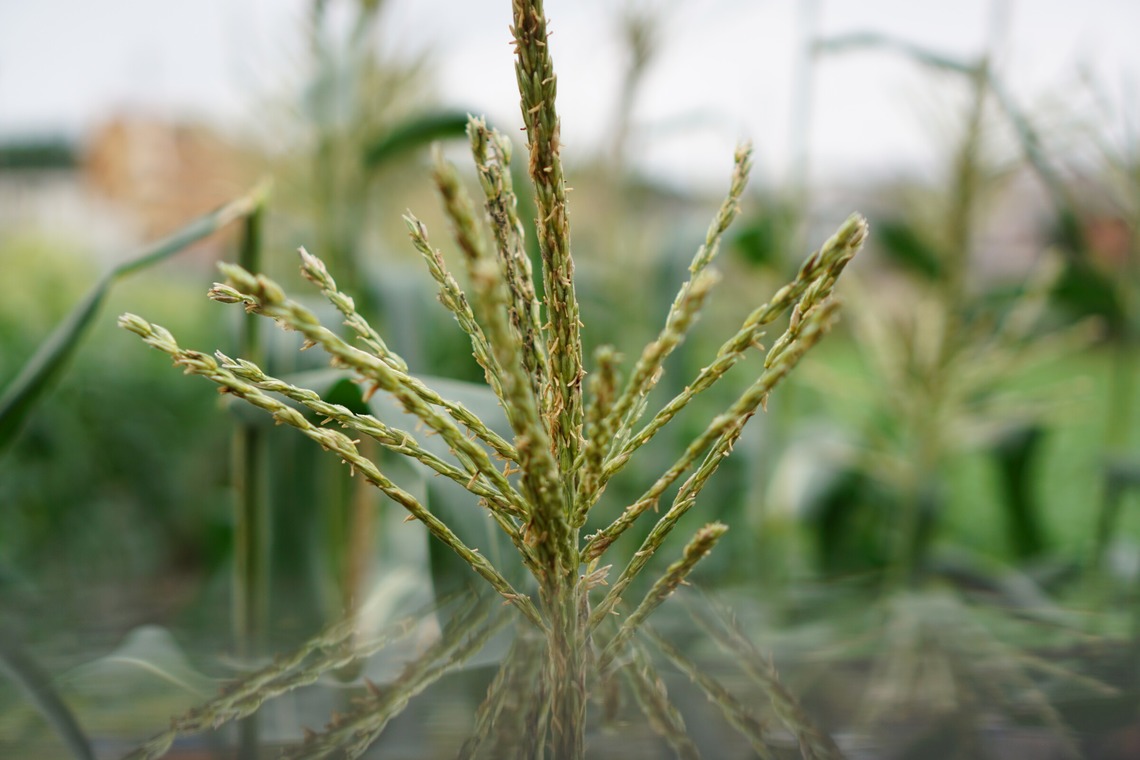 出張撮影のメモリーズが撮影した「nature-アラカルト」の写真