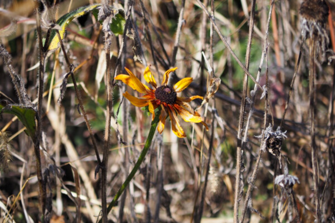 手塚隆弘が撮影した「気ままに」の写真