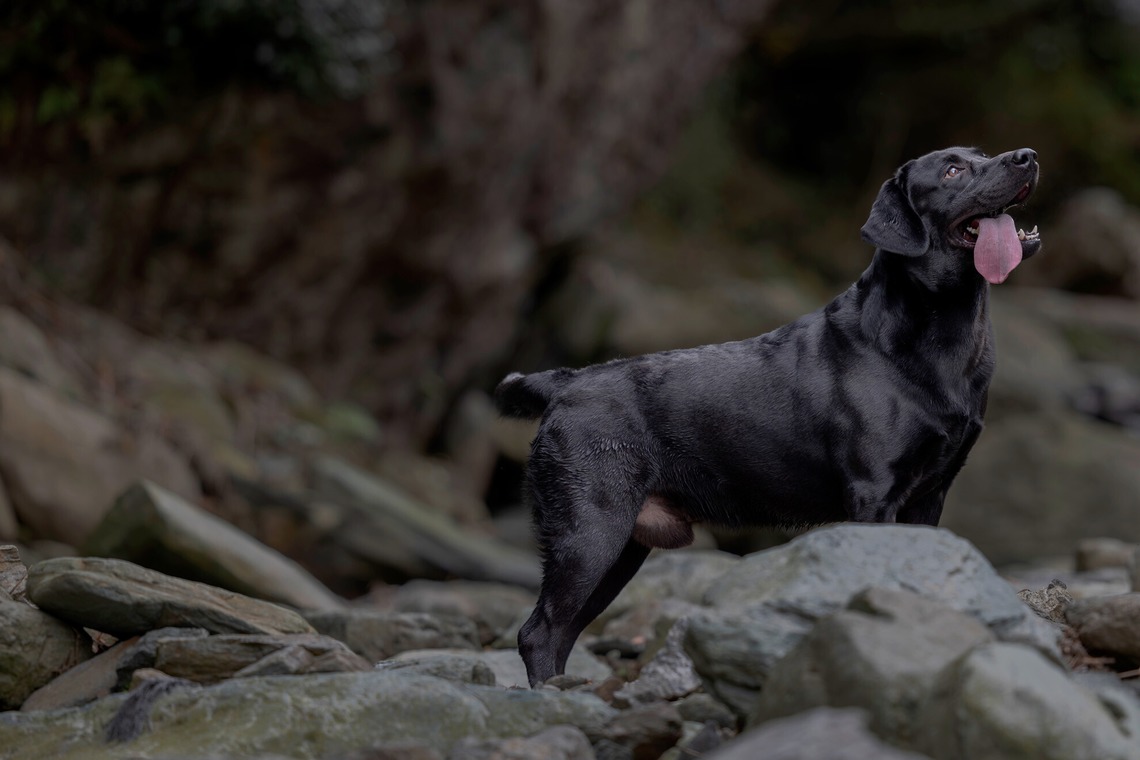梅田　紫邑が撮影した「ドッグフォト」の写真