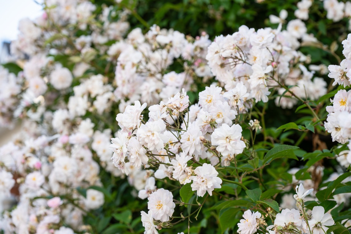 オフィス 芦野が撮影した写真のアルバム「番外編（自宅）」