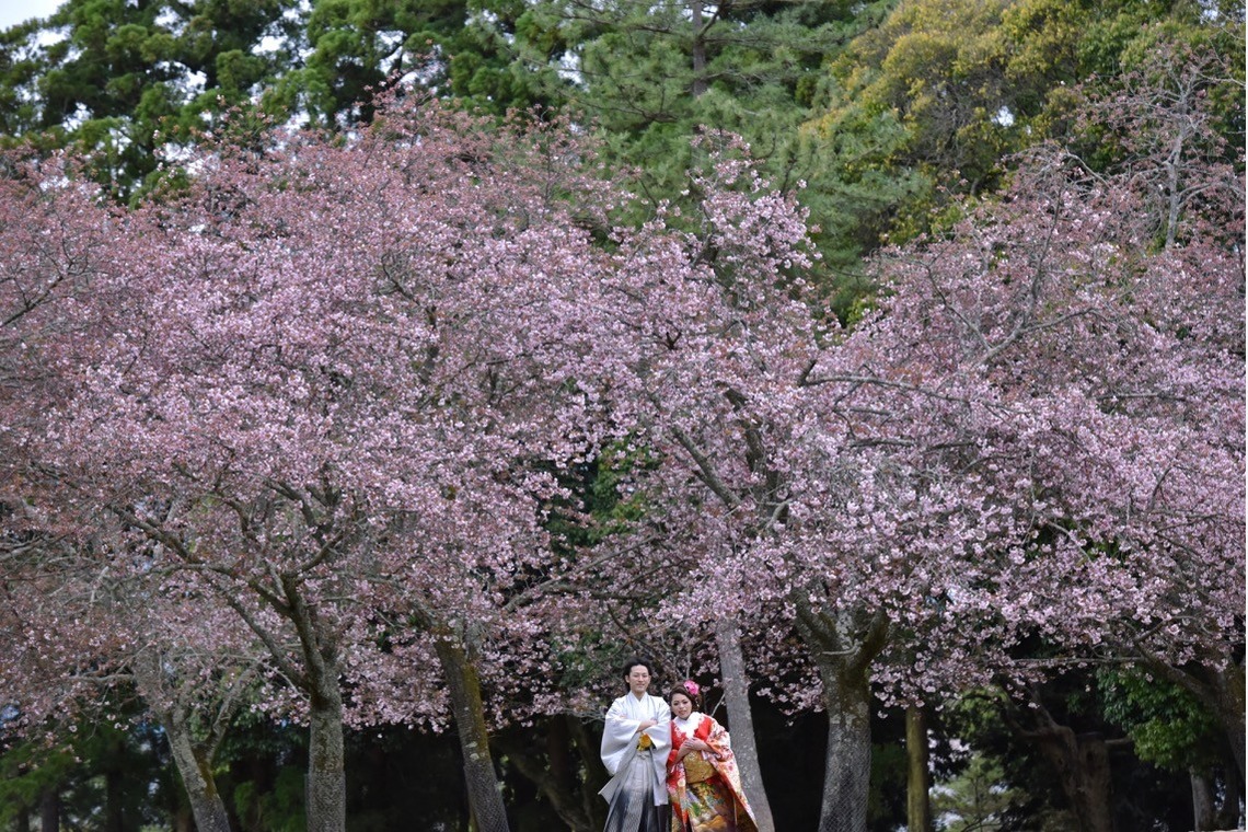 キキフォトワークスが撮影した「桜の季節の和装前撮り」の写真