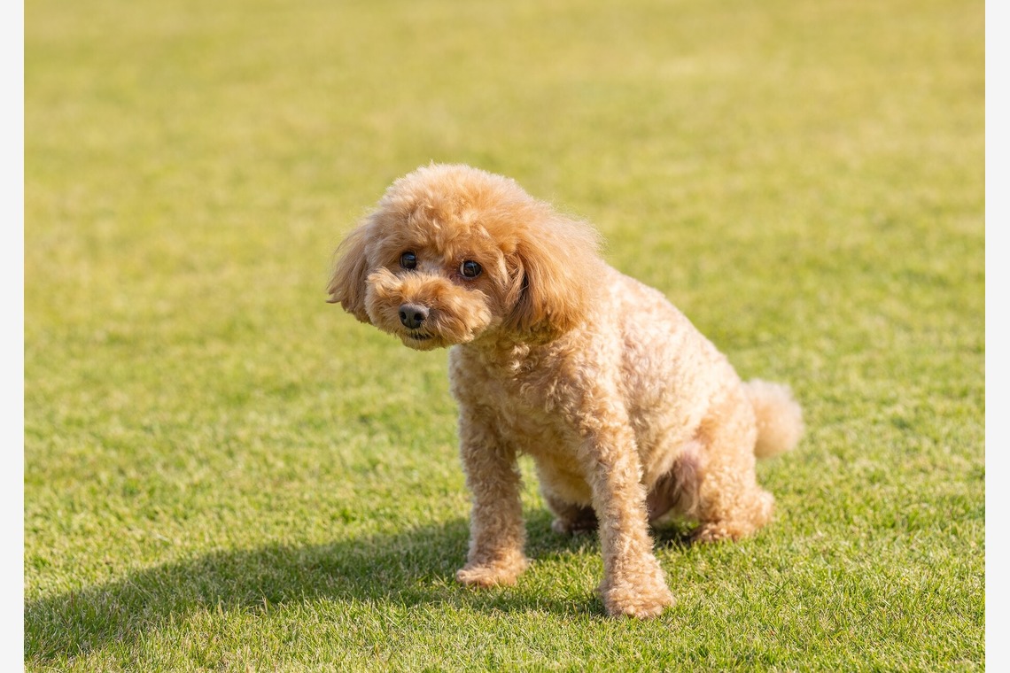 あなたの写真館が撮影した「ペット撮影」の写真