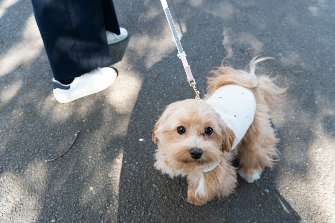 千葉が撮影した「ペット撮影」の写真