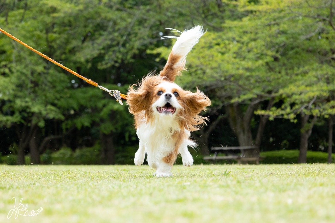 大森光太郎・K-PHOTOが撮影した「ペット撮影」の写真