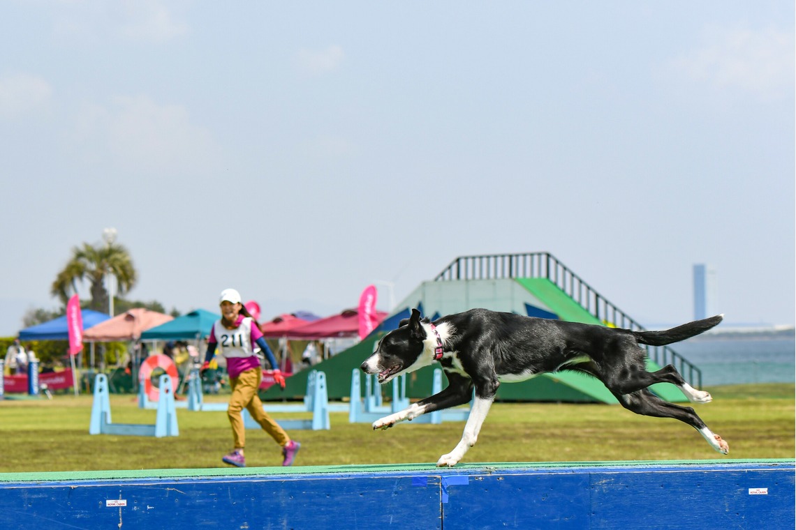 スタジオファンタスが撮影した「ドッグスポーツエクストリーム」の写真