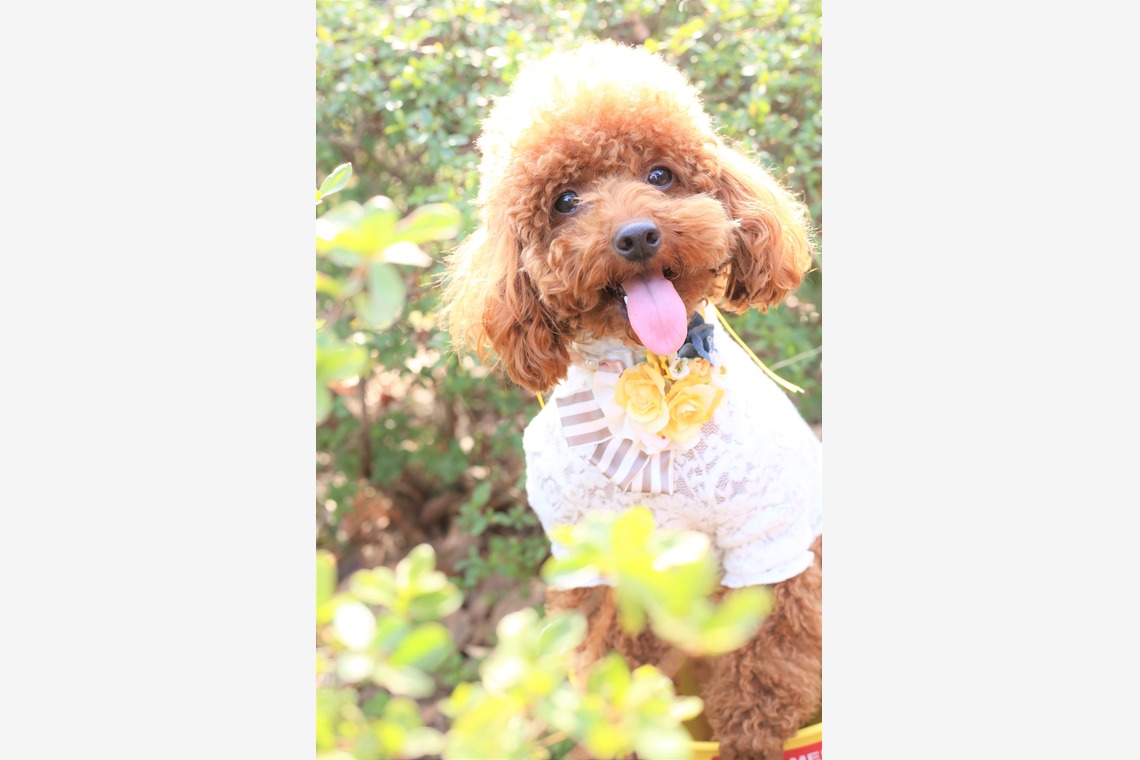 Photographer  Tomoが撮影した写真のアルバム「ペット撮影」