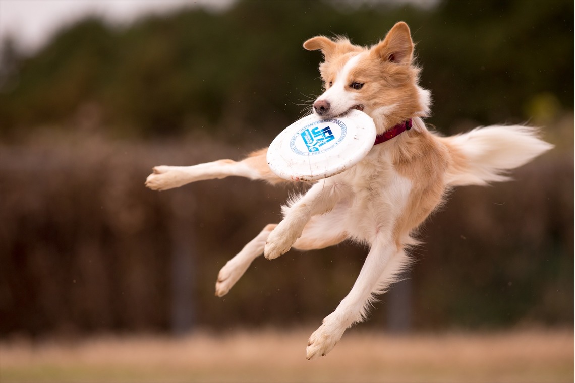 写楽堂が撮影した「ペット」の写真