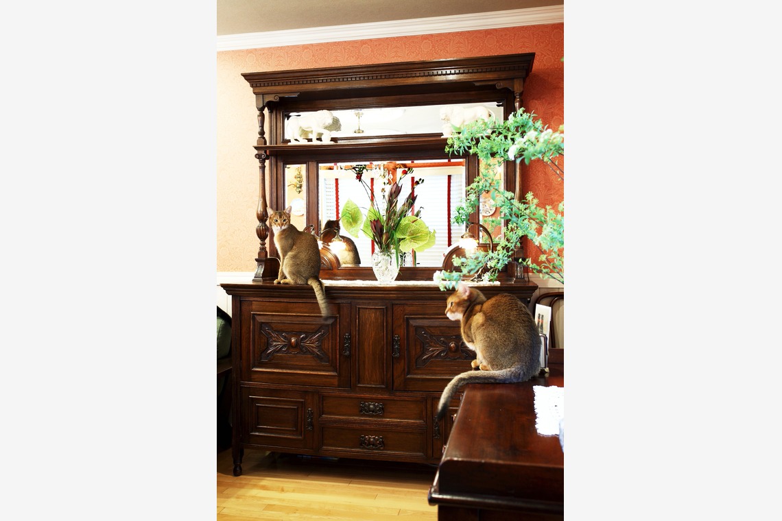 森安　照が撮影した「ペット撮影（犬・猫）」の写真