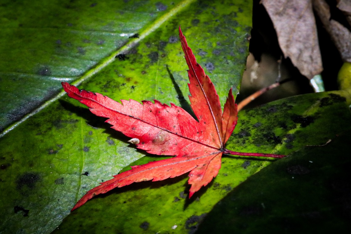 内藤駿介が撮影した「風景」の写真