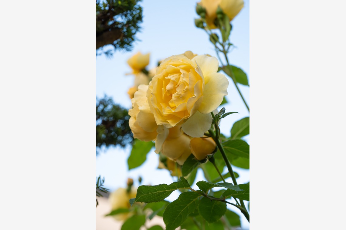 オフィス 芦野が撮影した写真のアルバム「番外編（自宅）」