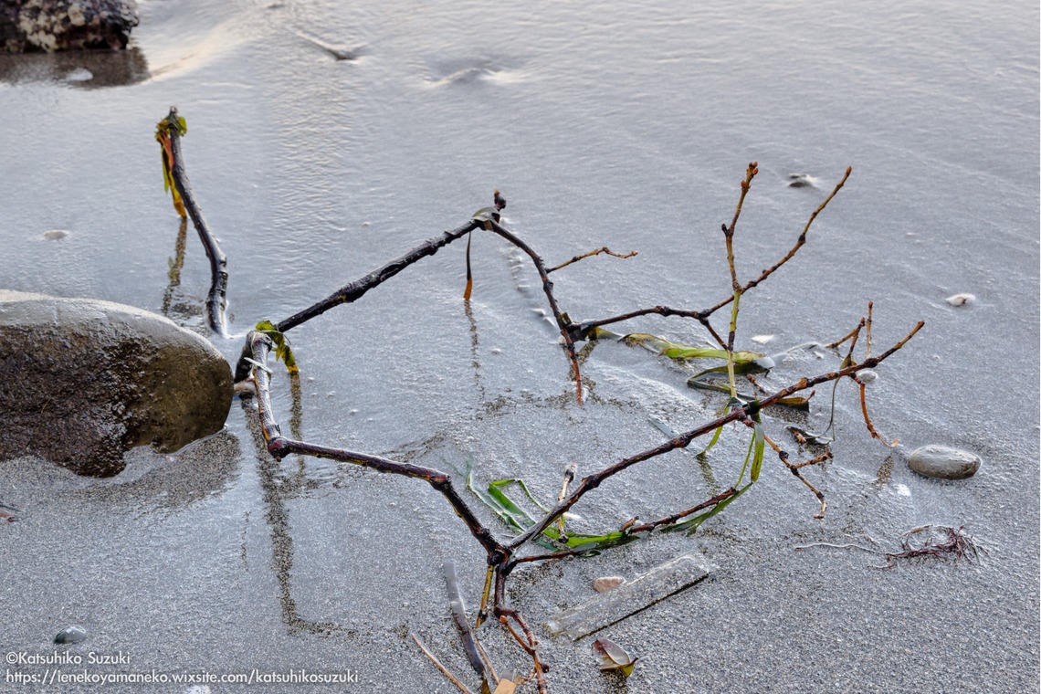 Katsuhiko Suzukiが撮影した「Portfolio」の写真