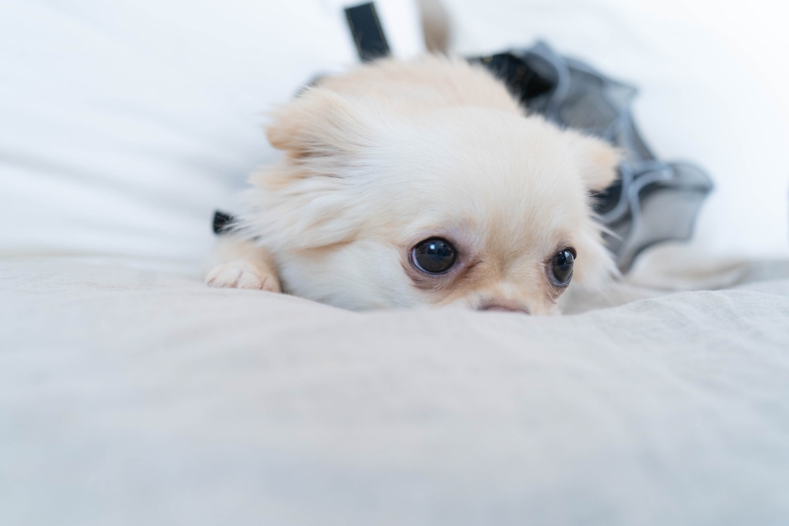 北海道ロケーションフォトウェディング♪が撮影した写真のアルバム「マタニティフォト【おうちフォトスタジオ-umurek＝ウムレ】」